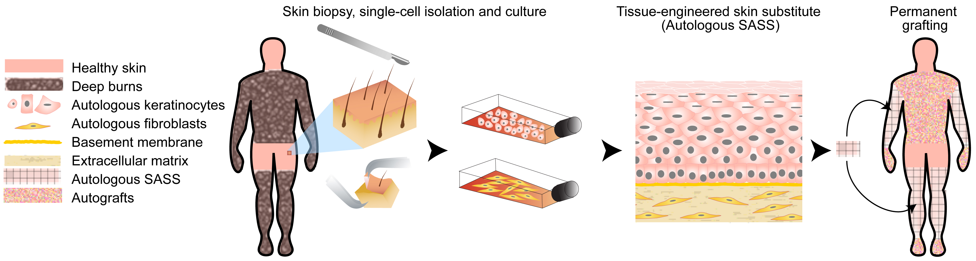 Skin tissue regeneration for burn injury