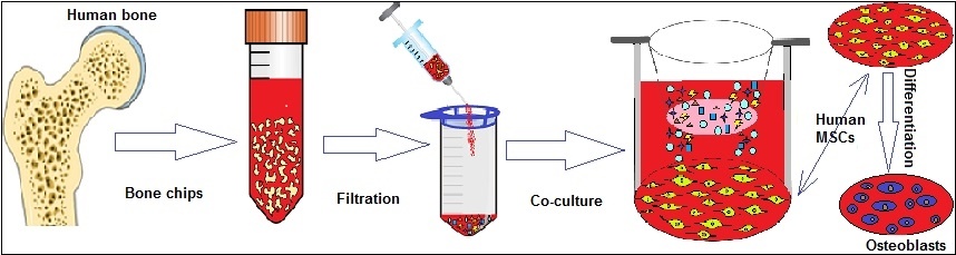 eCM Journal - Manuscript - Paracrine effects of living human bone ...